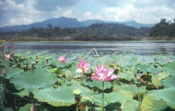 http://www.ecologyasia.com/images-articles/Tasik_Chini_Daytime.jpg