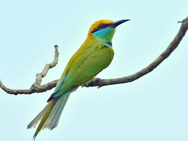 Bee-eaters of SE Asia