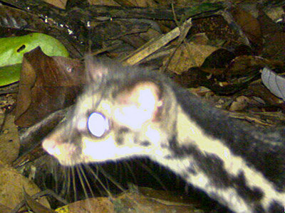 bornean banded civet