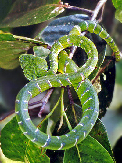 Bornean Keeled Pit Viper Tropidolaemus Subannulatus