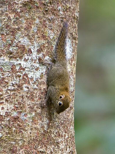 Borneo's 'carnivorous' squirrel actually mainly eats one kind of