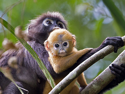 File:Baby of dusky leaf monkey, spectacled langur, or spectacled