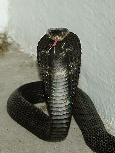 hooded cobra - Google Search  King cobra snake, Cobra snake, Cobra