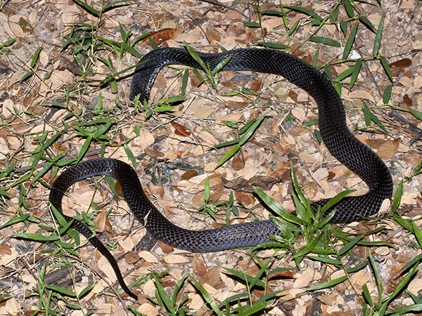 Black-necked cobra, snake, cobrinha snake 