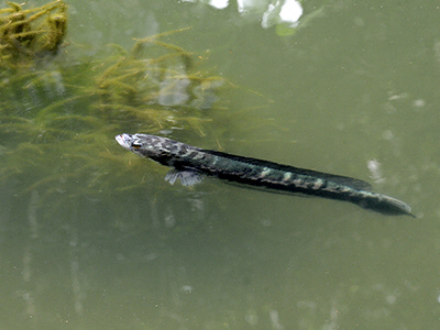 Giant Snakehead - Channa micropeltes