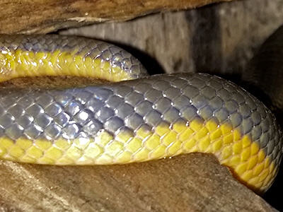 Grey Water Snake - Hypsiscopus plumbea