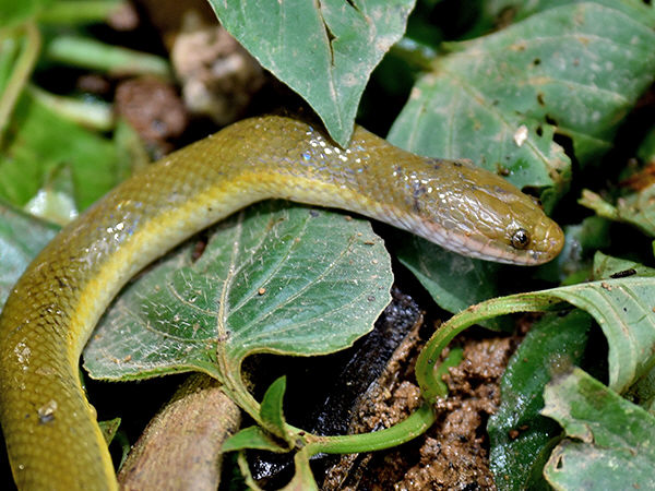 Grey Water Snake - Hypsiscopus plumbea