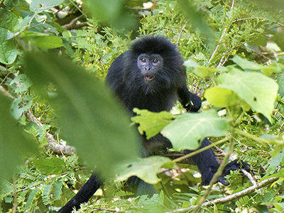 Tab. LX. Cajtaia, Cagui Brasil Sanglin monkey or marmoset species ;  Cercopithecus barbatus Guin Long-tailed monkey ; Lutra Indica Indian Otter  . Historia Naturalis, De Quadrupedibus