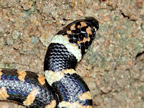 Jodi's Pipe Snake - Cylindrophis jodiae