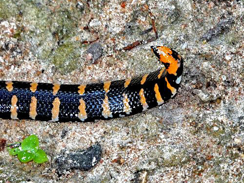 Jodi's Pipe Snake – Reptiles and Amphibians of Thailand