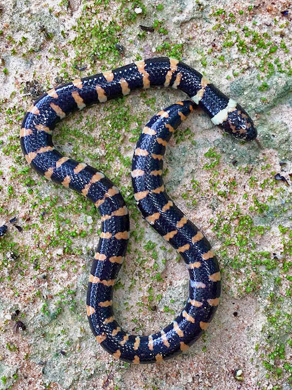 Stock photo of Blanford's Pipe Snake (Cylindrophis lineatus) raising its  tail which is…. Available for sale on