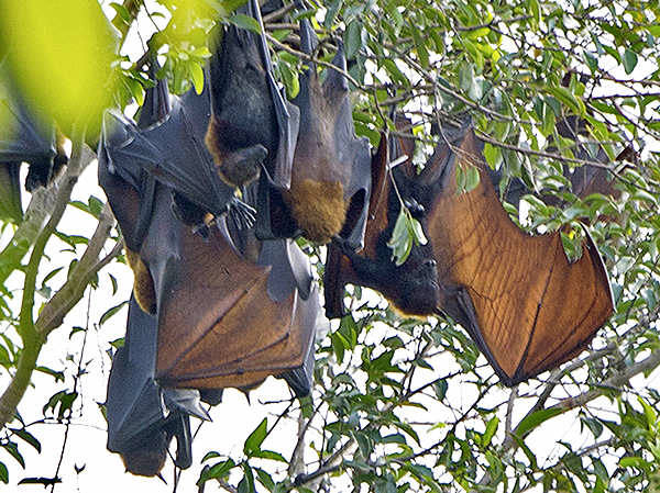 giant flying fox