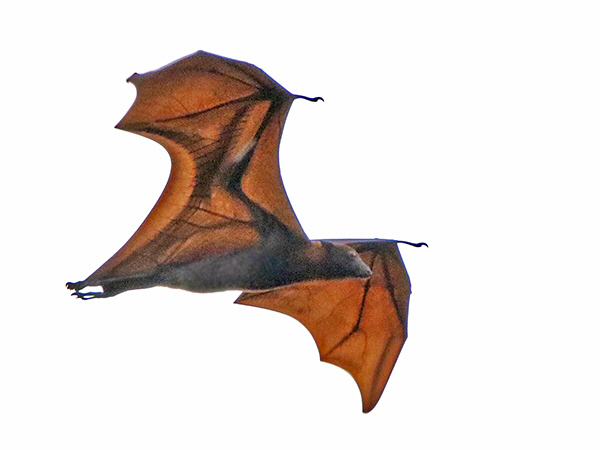 giant flying fox