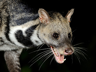 Large Indian civet - Wikipedia