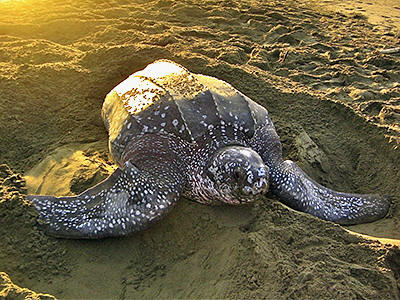 Synopsis of the biological data on the leatherback sea turtle (dermochelys  coriacea) Biological Technical Publication BTP-R4015-2012 - Documents -  USFWS National Digital Library