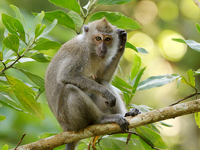 LONG TAILED MACAQUES SOLD AT MARKET – JAKARTA ANIMAL AID NETWORK