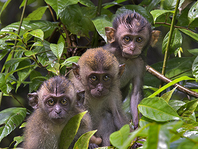 A monkey helped harvest and husking the coconut. Long-tailed monkeys or  long-tailed macaque in Pariaman, not just animals that live in the wild,  but these monkeys are also utilized by the local