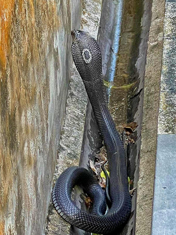 Monocled Cobra - KHAO SOK National Park, Thailand