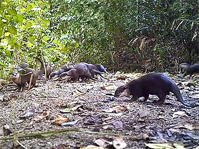 Asian Small-Clawed Otters Population