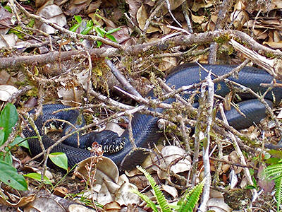 python boelen boelens papua ecologyasia