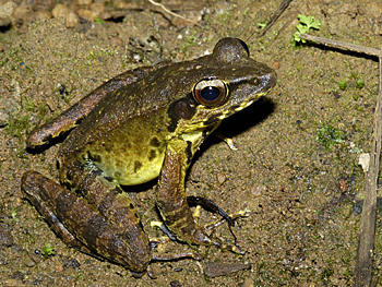 https://www.ecologyasia.com/images-papua-ng/rana-species-1_0012.jpg