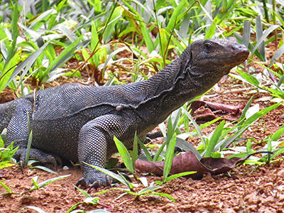 Rasmussen's Water Monitor - Varanus rasmusseni