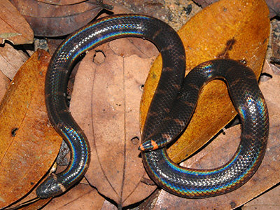 Red-tailed Pipe Snake - Cylindrophis ruffus