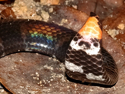 https://www.ecologyasia.com/images-qr/red-tailed-pipe-snake-tail_BL.jpg