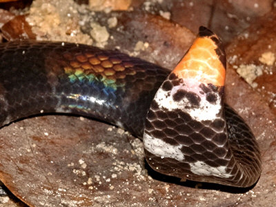 Red-tailed Pipe Snake 