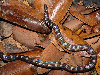 Red-tailed Pipe Snake (Cylindrophis ruffus)