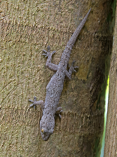 Spiny-tailed Gecko - Hemidactylus frenatus