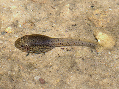 Ecology Asia : Tadpoles of SE Asia