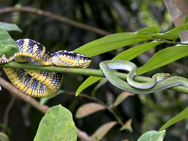 Wagler's Pit Viper - Tropidolaemus wagleri